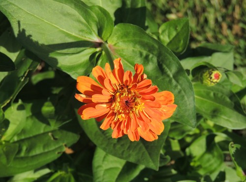 growing zinnia from seed indoors