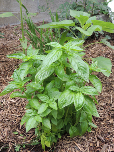 basil, herb, herbs, plant, plants, images