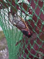 Cicada Insect Pest