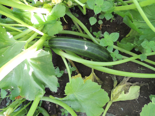 zucchini, seeds, seed,plants, plant, pictures, images